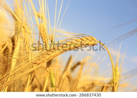Barley ears ground view
