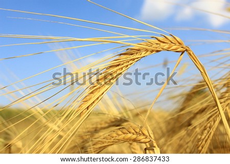 Barley ears ground view