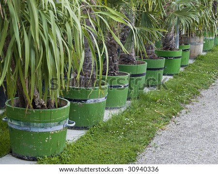 Palm Tree Seedling