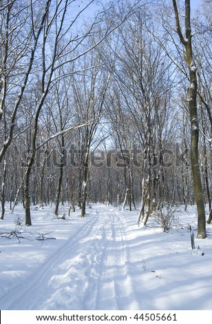 Winter forest alley