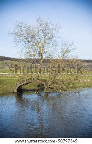 Leafless tree by a river waterside