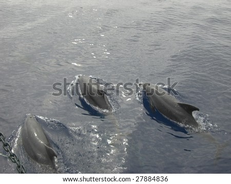 3 dolphins swiming together