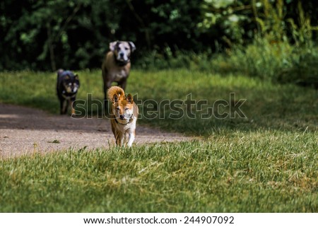 Team of three dogs in park with trees looking angry \
Leader dog part of a team of three dogs in park looking angry , dark green trees in background