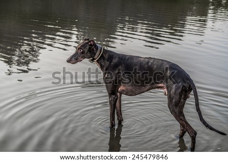 Black Greyhound afraid of water