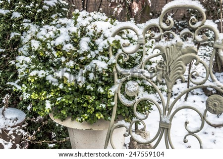 Contour cut buxus in winter covered with snow behind an ancient chair. Closeup of potted box in white vase for book cover, brochure, flyer, magazine, CD cover design, website, app,annual report