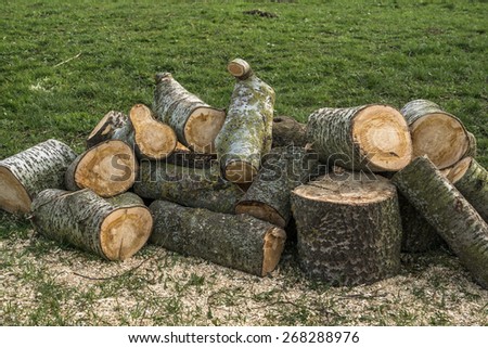 Abstract background with logged and sawed off tree saw dust\
Stack with firewood sawn off after winter storm on green grass meadow with copyspace for your text message