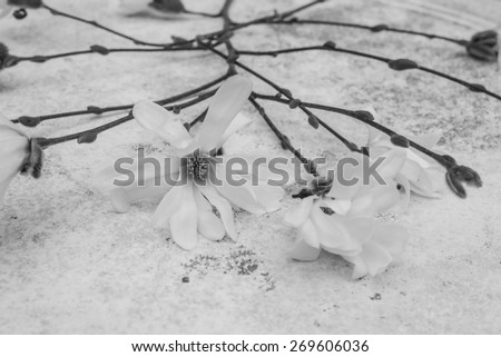 Aerial view closeup blossoming star magnolia flowers vintage background \
Japanese tree magnolia stellata branches with white blossoms arranged on old garden table with patina. Family Magnoliaceae