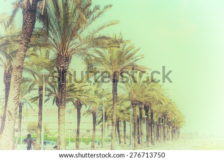 Avenue palm-lined on spanish Mediterranean coastline in tropical climate  Green palm trees along a european boulevard in Spain with white painted wooden benches. Image is filtered for a vintage style
