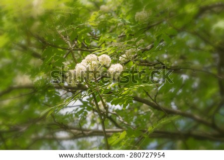 Blossoming rowan tree with green leaves against dark blue sky 
Sorbus aucuparia, mountain ash tree with white blooms. Image is blurred and filtered for vintage effect.
