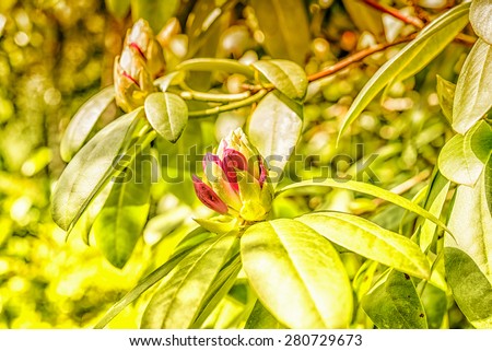 Azalea bud in sunny spring garden and green leaves \
Closeup blossoming magenta rhododendron buds, image is filtered for vintage effect, perfect for gardening blog
