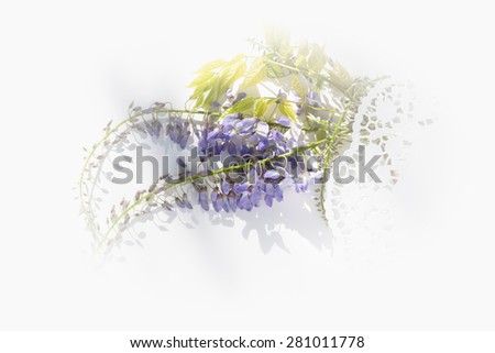 Aerial view lilac wisteria flowers covered with romantic white lace \
Blue Japanese wisteria bouquet for wedding, birthday, valentine\'s day love concept, image is filtered for vintage effect