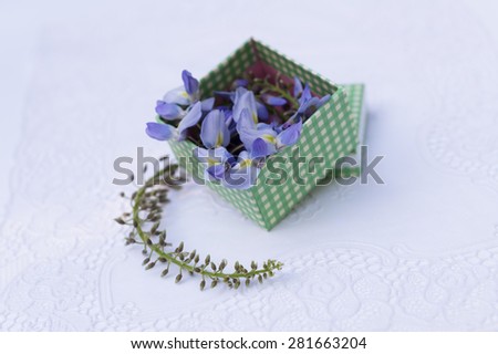 Aerial view of blooming lilac wisteria flowers on white background \
Blue Japanese wisteria soft and delicate little blossoms in gift box for wedding, birthday, valentine\'s day love concept