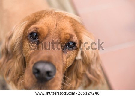 Cute brown cocker spaniel looking at camera  Headshot of beautiful dog eye focussed