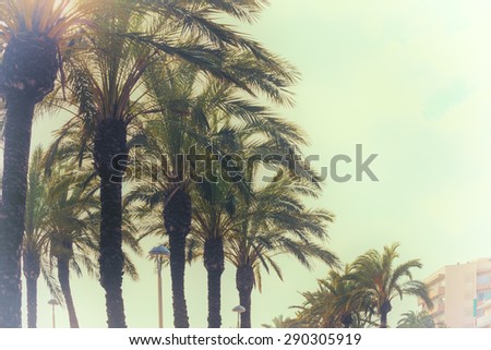 Avenue palm-lined on spanish Mediterranean coastline in tropical climate 
Green palm trees along a european boulevard in Spain against cloudy sky. Image is filtered for a vintage style