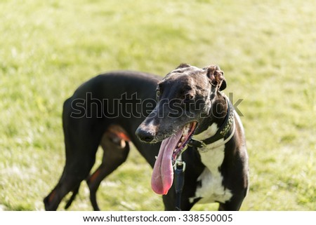 Black greyhound dog after hunting exhausted in the meadow. \
Summer day with sighthound in green grass after racing, perfect for animal blogs and magazines