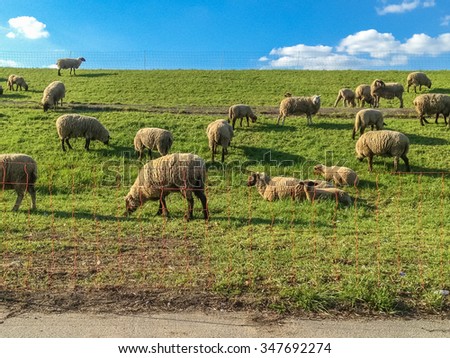 Sheep grazing on the dike in spring in Northern Germany. \
Lambs and sheep eating grass on a sunny day in April with blue sky and white clouds