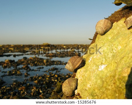 Winkle Shells