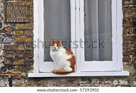 Cat on window ledge next to sign saying \