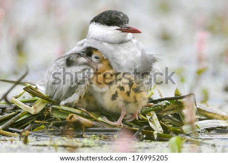 The Whiskered Tern. Birds feed chicks.