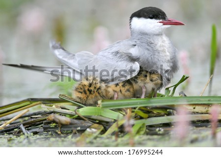 The Whiskered Tern. Birds feed chicks.