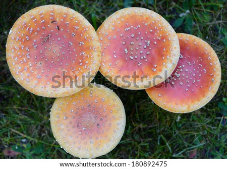 Commonly known as the fly agaric or fly amanita