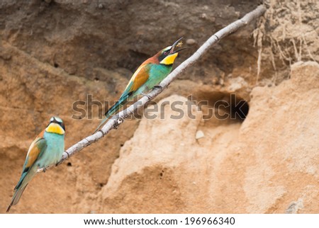 Bee eaters built a nest on the area of the old mine of sand . Bee eaters are sitting on the stick and are catching bees .