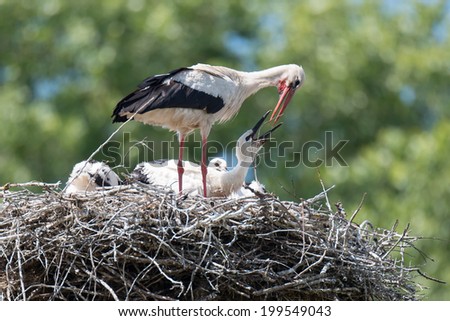 Nest of white storks. Family in which they were born four young