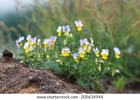 Viola tricolor known as heartsease , hearts ease , hearts delight , tickle my fancy , Jack jump up and kiss me , come and cuddle me , three faces in a hood , or love in idleness