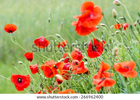 Papaver rhoeas common names include corn poppy , corn rose , field poppy , Flanders poppy , red poppy , red weed , coquelicot .