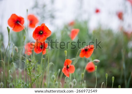 Papaver rhoeas common names include corn poppy , corn rose , field poppy , Flanders poppy , red poppy , red weed , coquelicot .