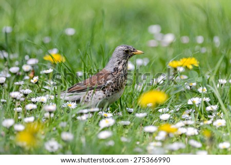 The fieldfare is catching earthworms in order to breastfeed with them young