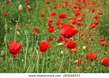 Papaver rhoeas common names include corn poppy , corn rose , field poppy , Flanders poppy , red poppy , red weed , coquelicot