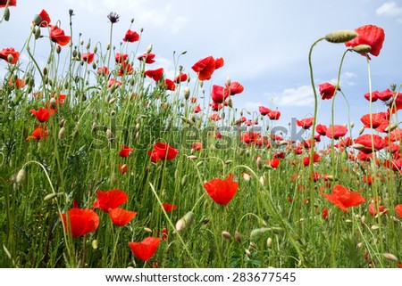Papaver rhoeas common names include corn poppy , corn rose , field poppy , Flanders poppy , red poppy , red weed , coquelicot
