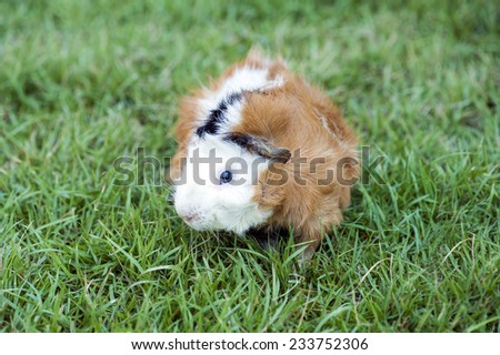 Guinea pig on a green lawn.