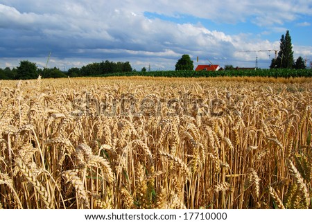 Wheat field and farm house - panoramic view of wheat spikes