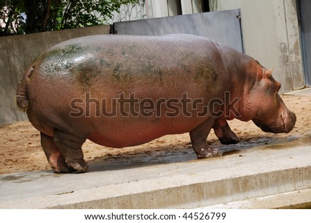 Hippo Side