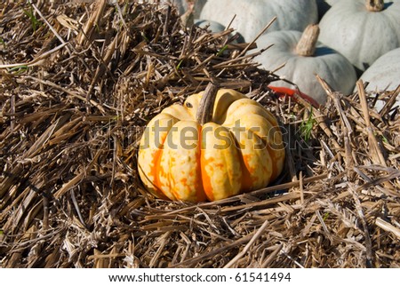 Striped yellow-green pumpkin on the hay with white pumpkins on background