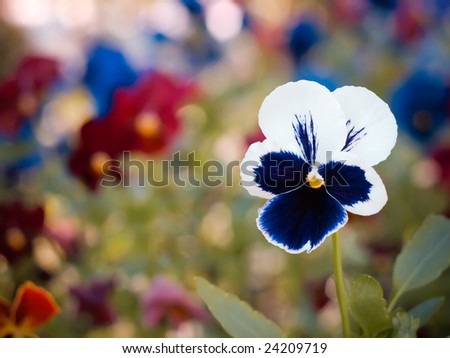 White And Blue Pansy Flowerhead Close-up Over Floral Out Of Focus Colorful Background