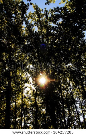 The sun shines through the trees in the evening.