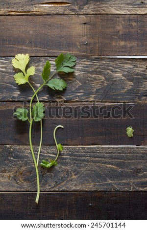 fresh coriander or cilantro on wooden background