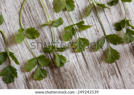 fresh coriander or cilantro on white wooden background