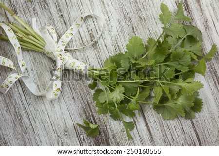 bouquet of fresh coriander or cilantro, on white wooden grunge background