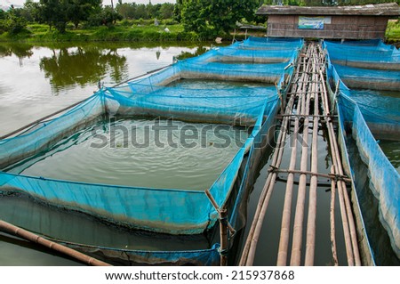 Nile Tilapia Fish farms with blue net and bamboo pathway
