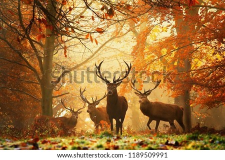 Red Deer With Big Horns,Stunning image of red deer stag, colourful forest landscape images, A young Red deer close up, Cute spotted fallow deer