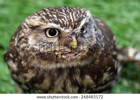 A close up of the face of a cute little owl, staring into the distance.