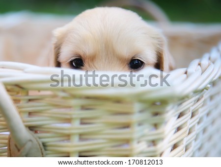 A Golden Retriever Puppy Is Hiding In A Basket.