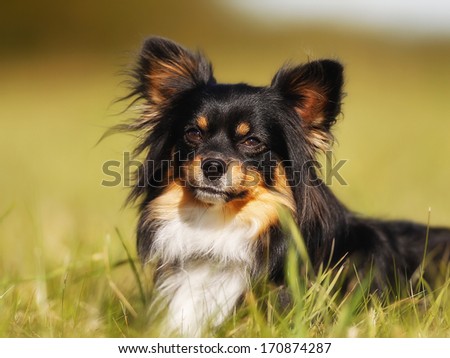 Portrait of chihuahua dog facing the photographer.