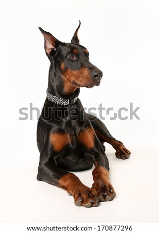 Studio shot of dobermann pinscher dog facing the camera Studio shot of dobermann pinscher dog facing the camera