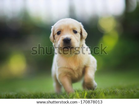 Golden Retriever Puppy Running Towards The Camera.