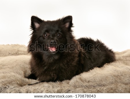 Black volpino italiano dog posing for the photographer.
